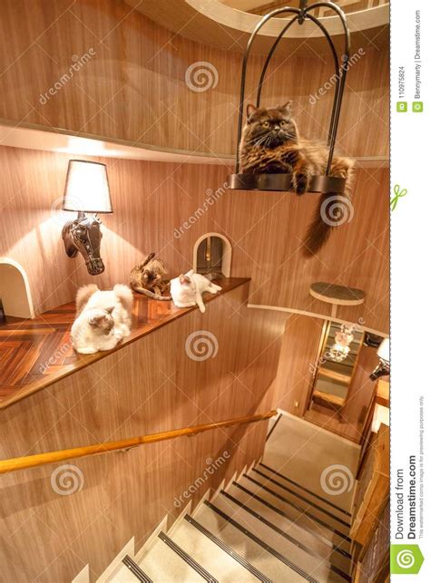Attractions near cat cafe mocha, shibuya. Cat Cafe Tokyo editorial stock image. Image of japan ...