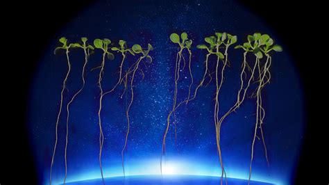 Plants In Space Science Friday