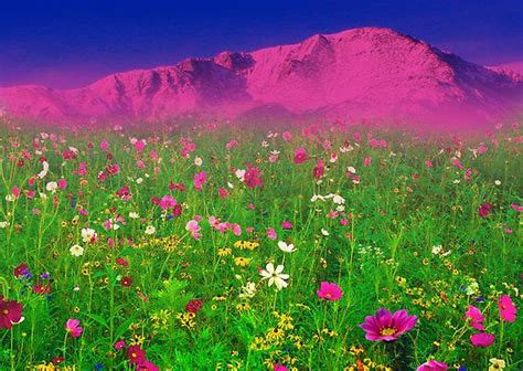 Springtime In The Rockies By Beverly Lussier Flower Field Colorado