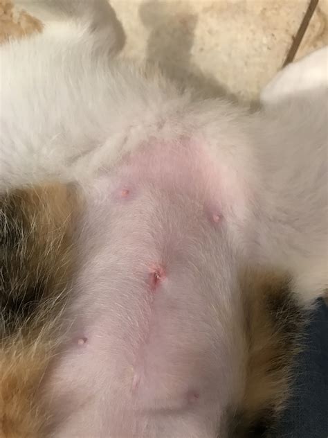 Is My Cats Spay Incision Infected Thecatsite