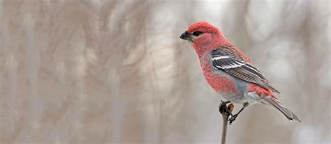 The Forecast Calls For Finches