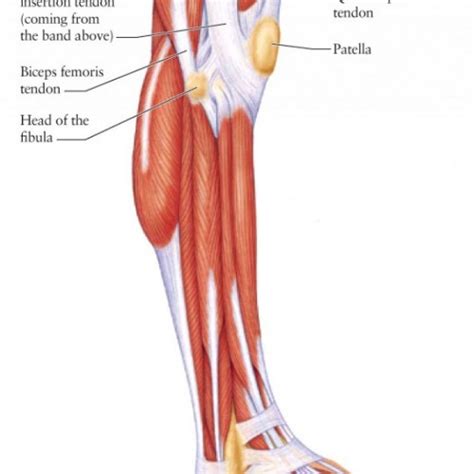 Leg Muscles Diagram Hie Multimedia Lower Leg Muscles