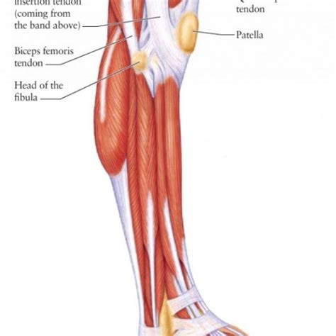 Homework for lasalle college of the arts: Leg Muscles Diagram - Hie Multimedia Lower Leg Muscles ...