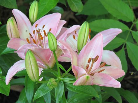 Pink Lilies Pink Lily Plants Lily