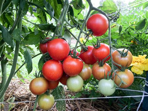 Tomato Overload Making The Most Of Your Summer Harvest Gardens That