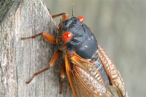 Everything You Need To Know About Cicadas — Including How Many There