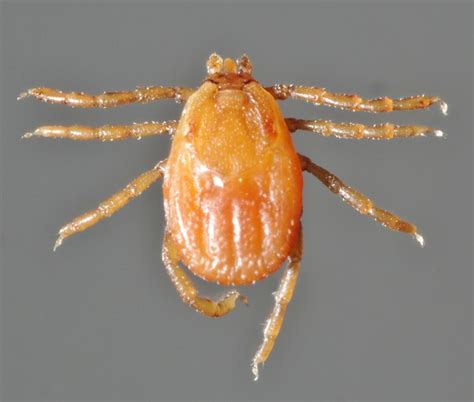 Rhipicephalus Sanguineus Female