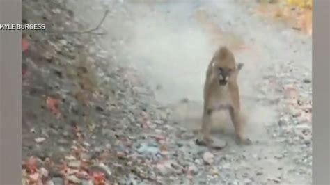 Cougar Follows And Lunges At Utah Hiker In Terrifying Six Minute Video