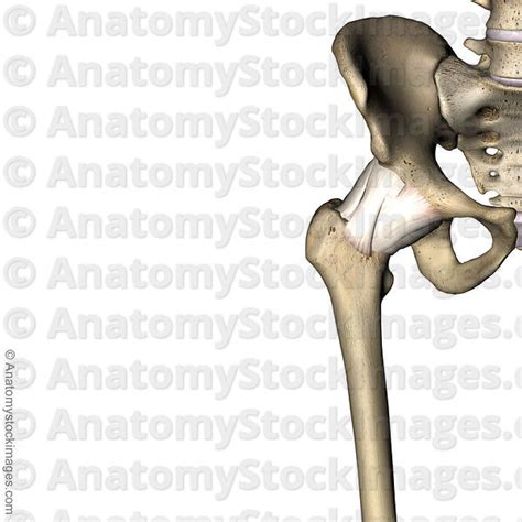 Anatomy Stock Images Hip Hamstring Hamstrings Semi Membranosis Biceps
