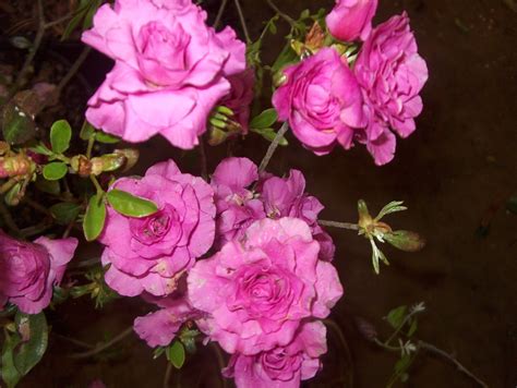 Online Plant Guide Rhododendron Amelia Rose Amelia Rose Azalea