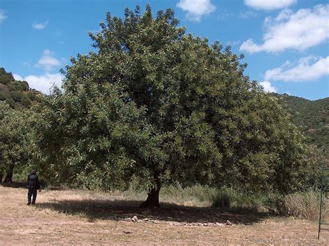 La algarroba o algarrobo (su nombre científico es ceratonia siliqua l) es un árbol de la familia de las leguminosas muy tipico de la zona del mediterráneo, el propiedades medicinales de la algarroba y sus beneficios nutricionales. Cómo cultivar algarrobo en casa de forma fácil ...