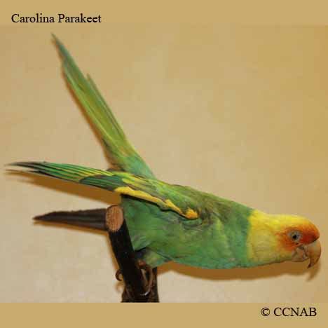 Carolina Parakeet Conuropsis Carolinensis North American Parakeets Birds Of North America