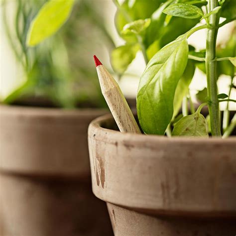 Original Plantable Pencils From Sprout World Plantable Seeds Led