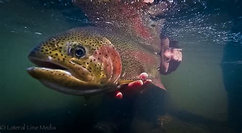 Rainbow Trout Wallpaper 49 Images