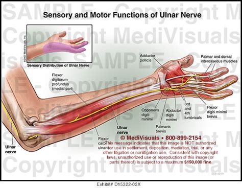 Sensory And Motor Functions Of Ulnar Nerve Medivisuals Medical Illustration