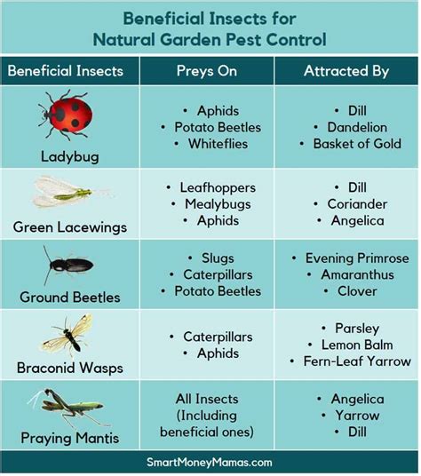 Common Garden Pests And How To Manage Them Infographic 42 Off