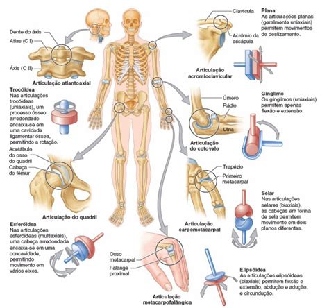 Tipos De Articula Es Anatomia Papel E Caneta