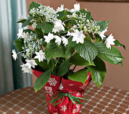 To encourage this plant to these flowering plants will respond well to an indoor garden and will reward your efforts with plenty. White Lacecap Hydrangea | White Flower Farm