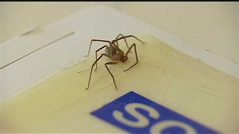 Tenants Get Help With Brown Recluse Spider Infestation