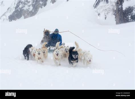 Dog Sledge Ilulissat Greenland Stock Photo Alamy