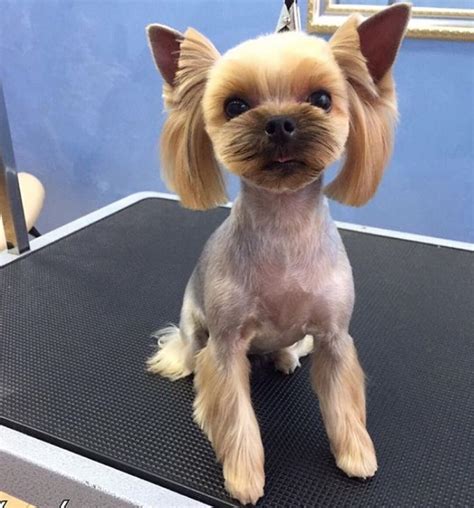 And you, have you ever decided which haircut to choose for the new season? Best Yorkie Haircuts for Females (20 Pictures) - Page 4 ...