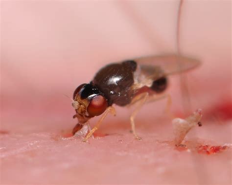 Blood Sucking Fly While Sitting Out On My Back Deck I Not Flickr