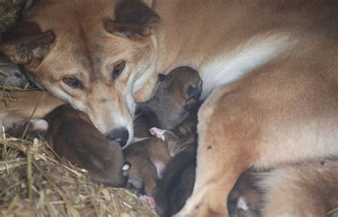 Dingo Puppies Put Spotlight On The Role Of Predators And Wolf Legends