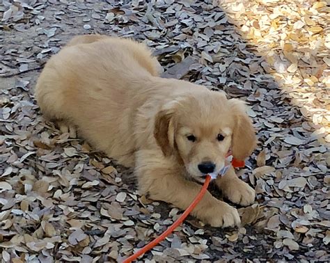 That's why the golden retriever is a favorite choice for households with. Golden Retriever Puppies For Sale | Waco, TX #273562