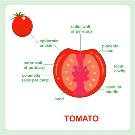 Struttura Del Pomodoro Sezione Trasversale Della Frutta Insegna Per Istruzione Lezioni Di