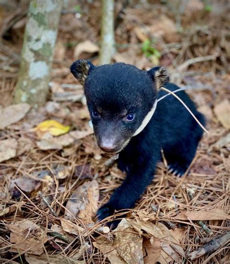 Black Bears Our State Mammal Are Returning To Alabama See How These