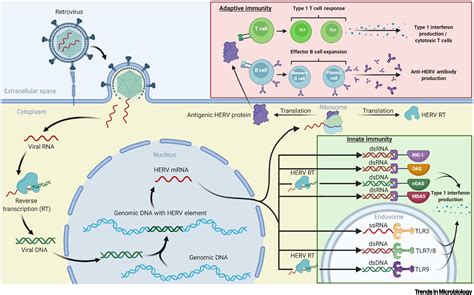 How Human Endogenous Retroviruses Interact With The Microbiota In