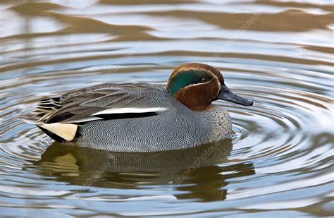 Eurasian Teal Stock Image C0141605 Science Photo Library