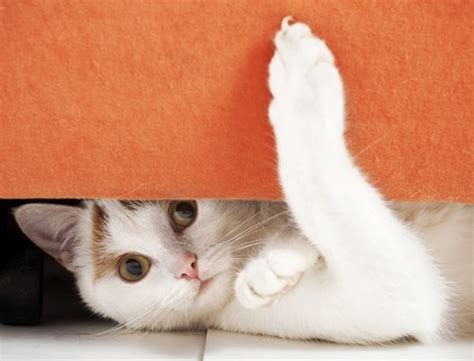 40 Cute Pictures Of Animal Playing Hide And Seek Tail And Fur