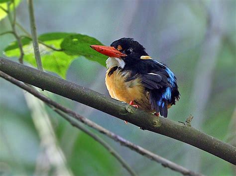 Buru Dwarf Kingfisher Ebird