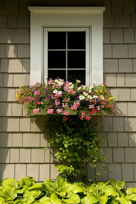 What is the price of bow windows? Filling Those Window Boxes: Flower Species That Thrive ...