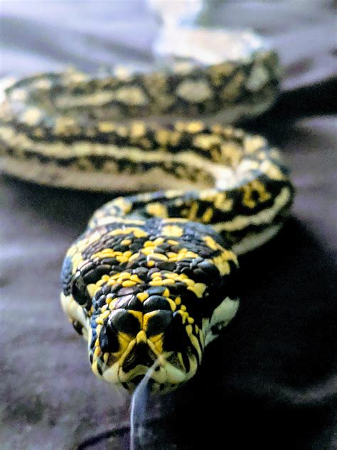 Scrambles, my beautiful 5 y/o Diamond Python. : snakes