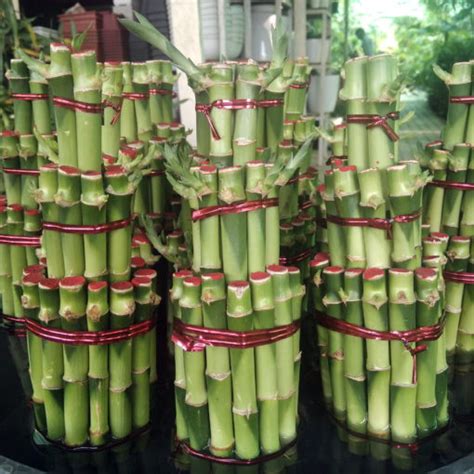 Lucky Bamboo Bunch 3 Step Tower Buy Lucky Bamboo In Pakistan Baghpk