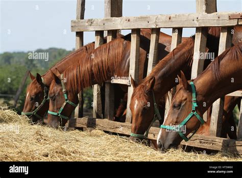 Group Of Purebred Horses Eating Hay On Rural Animal Farm Herd Of