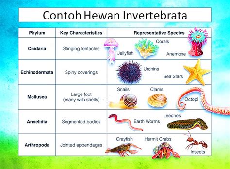 Hewan Invertebrata Dan Vertebrata Pengertian Ciri Contoh