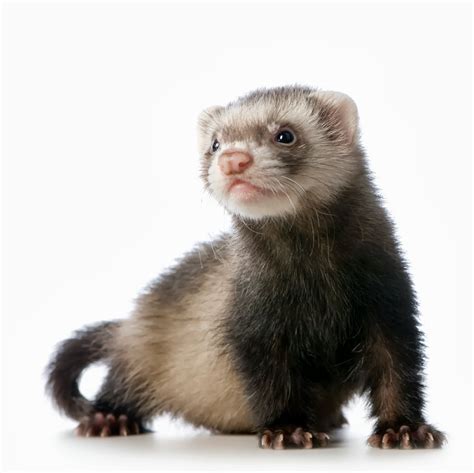 Ferret Animals Interesting Facts And Latest Pictures All Wildlife