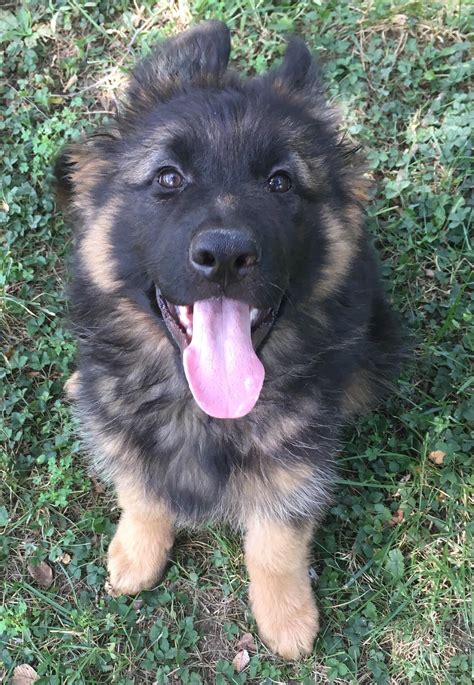 They Grow Up Too Fast Rgermanshepherd