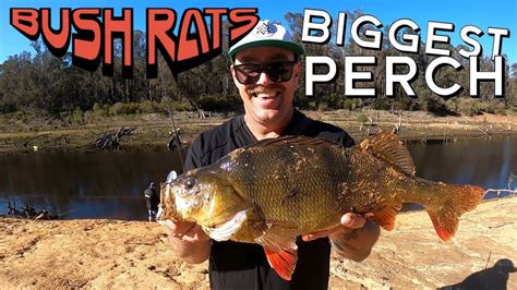 Biggest Perch Tony Gets A New Pb Redfin Perch Fishing With The