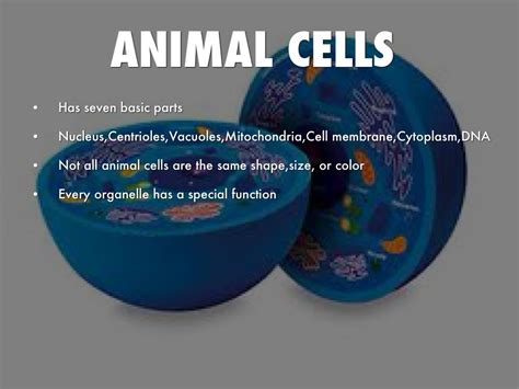 Plant and animal cells are similar in that they are both eukaryotic and have similar types of organelles. The Wonderful World Of Cells by kaylaburns00