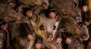 Mice and bats' brains sync up as they connect with their own kind ...