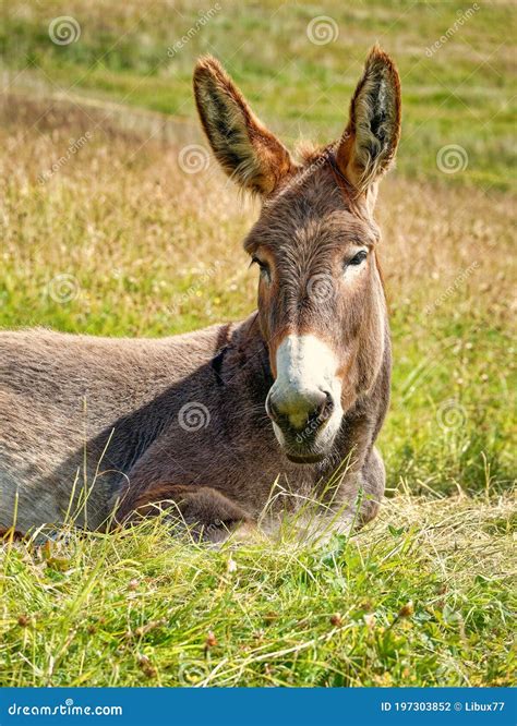 Portrait Of A Donkey Laying On The Grass Donkey Head Front View Stock