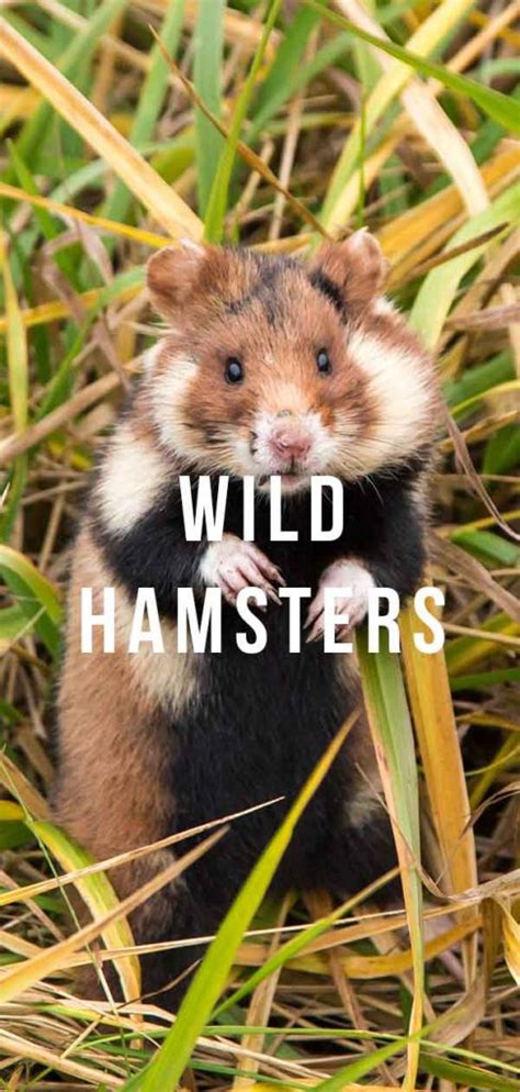 Where Do Hamsters Live In The Wild