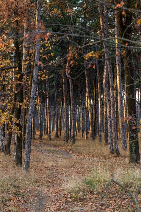Picture For Calendar Pine Forest Trunks Of Trees In The Autumn Stock
