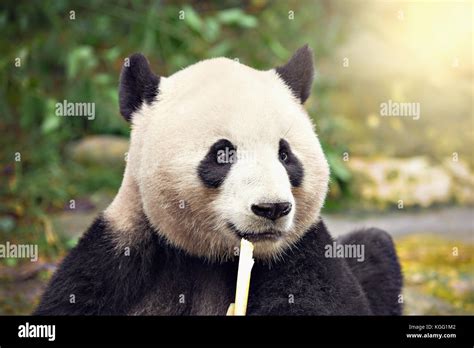 Giant Panda Eats Bamboo In The Park At Sunset Stock Photo Alamy
