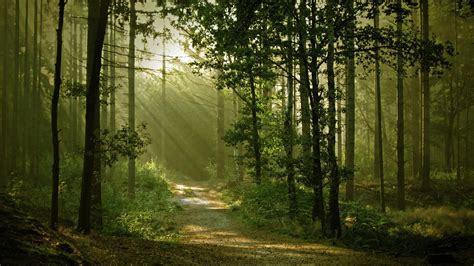 Landscape Nature Anime Trees Forest Path Sun Rays Dirt Road