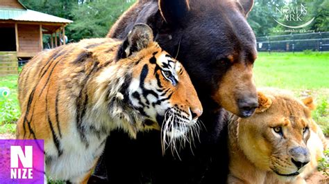 Tiger Bär Und Löwe Eine Unglaubliche Tierfreundschaft
